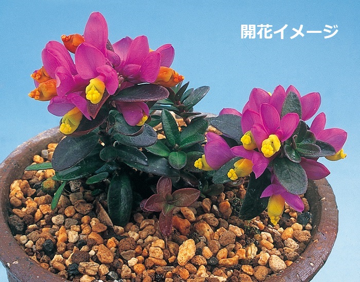 トキワヒメハギ　9cmﾎﾟｯﾄ