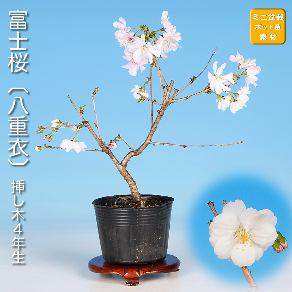 富士桜〔八重衣〕