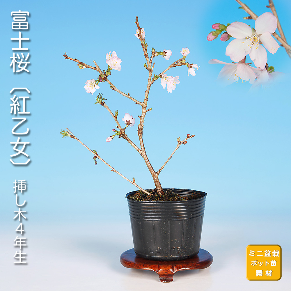 富士桜〔紅乙女〕