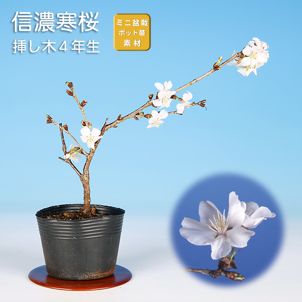 信濃寒桜