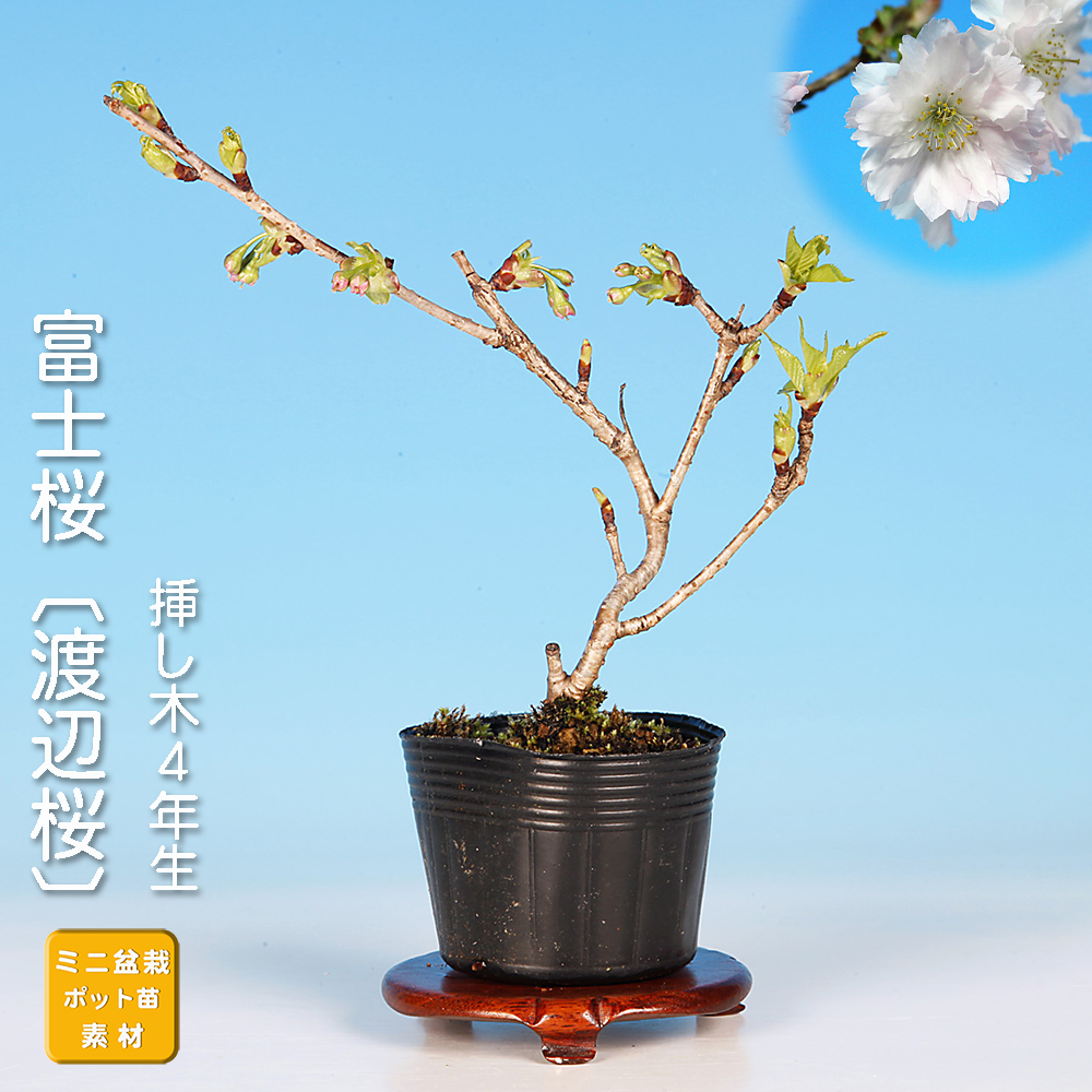 富士桜〔渡辺桜〕