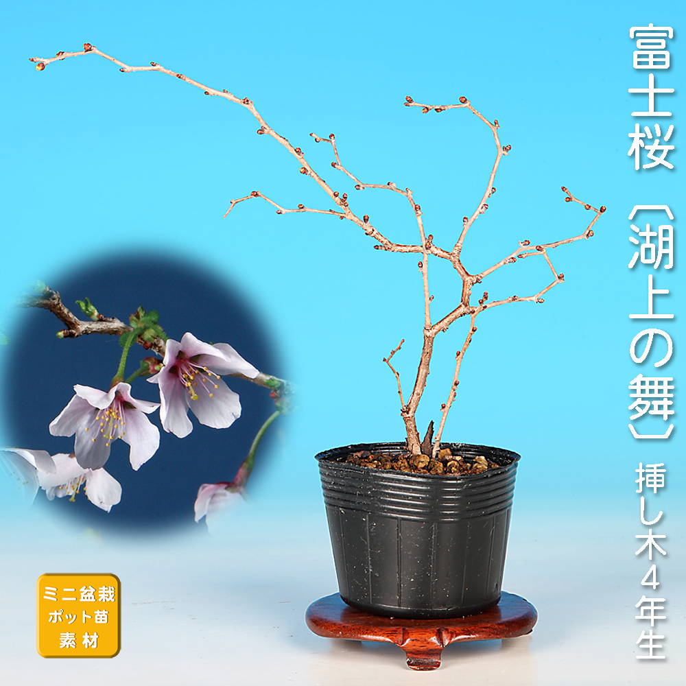 富士桜〔湖上の舞〕