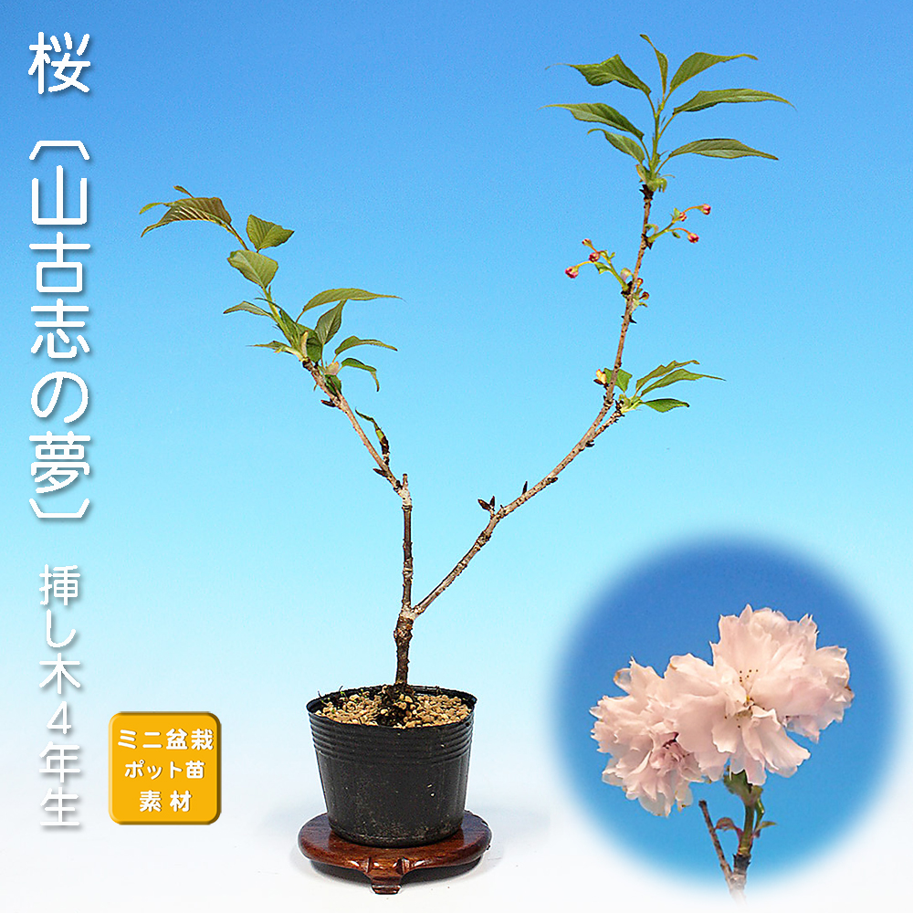 桜〔山古志の夢〕