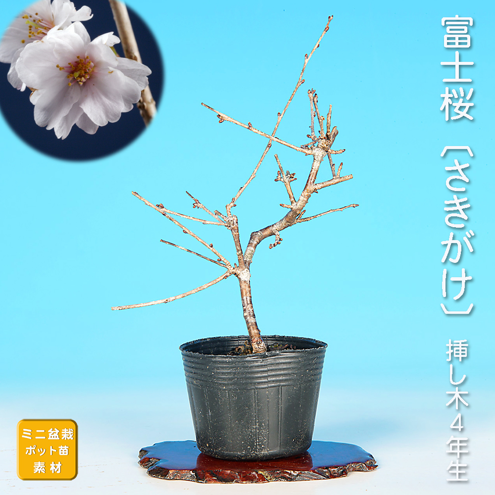 桜特集 | 盆栽、盆栽書籍、盆栽鉢の通販│近代出版