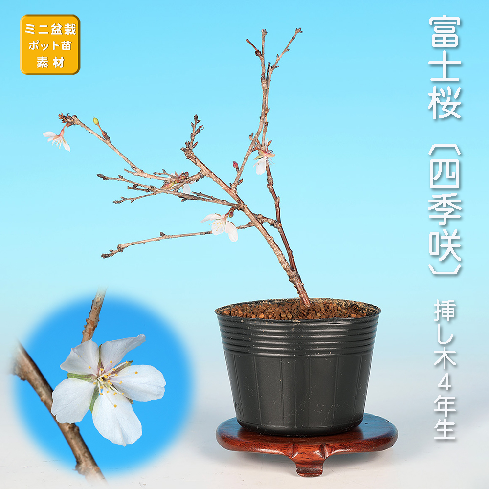 桜特集 | 盆栽、盆栽書籍、盆栽鉢の通販│近代出版