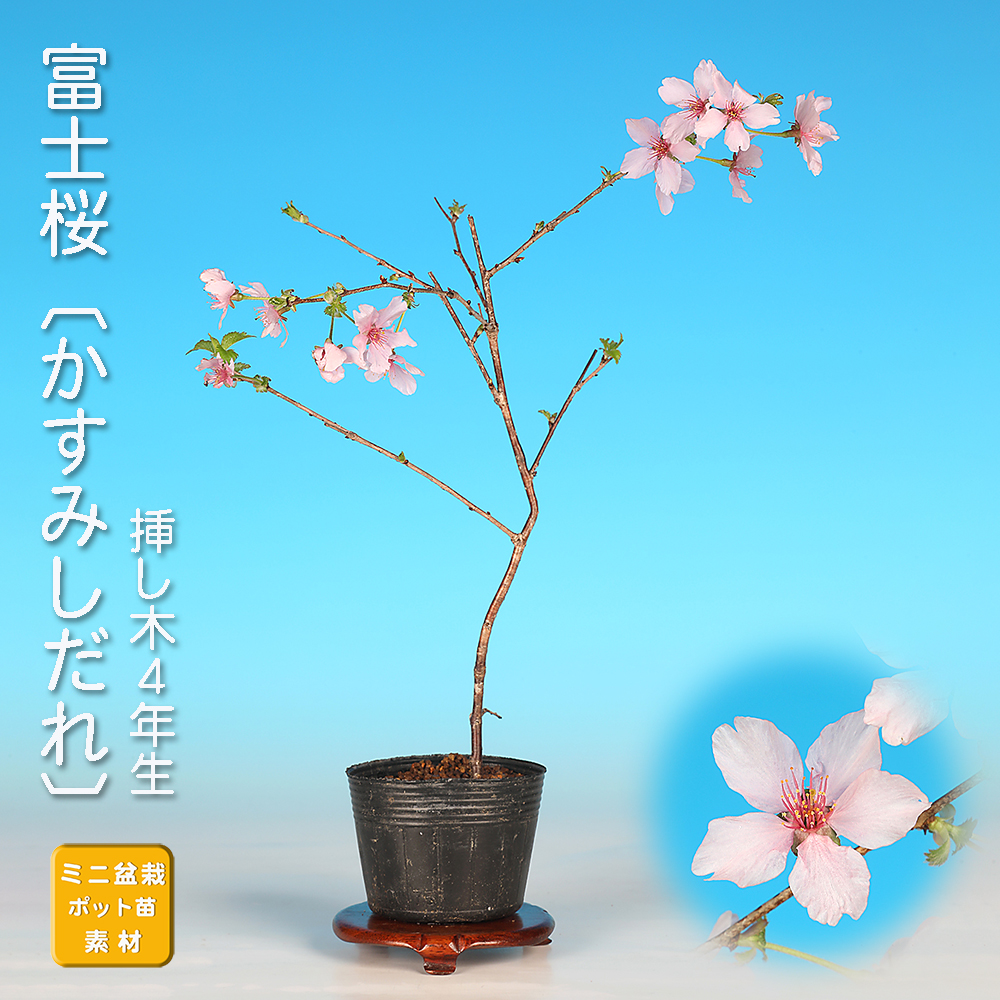 富士桜〔かすみしだれ〕