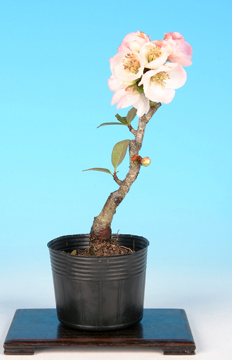 ぼけ【東洋錦】