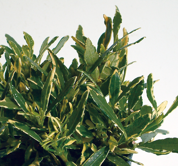 桜特集 | 盆栽、盆栽書籍、盆栽鉢の通販│近代出版