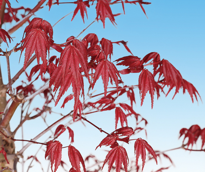 桜特集 | 盆栽、盆栽書籍、盆栽鉢の通販│近代出版