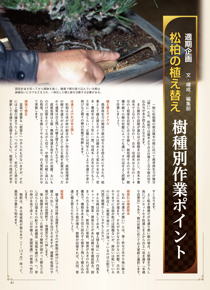 月刊「近代盆栽」2021年4月号 | 盆栽、盆栽書籍、盆栽鉢の通販 月刊「近代盆栽」2021年4月号 | 盆栽、盆栽書籍、盆栽鉢の通販
