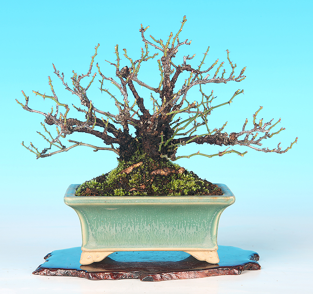 野ばら〔小町〕