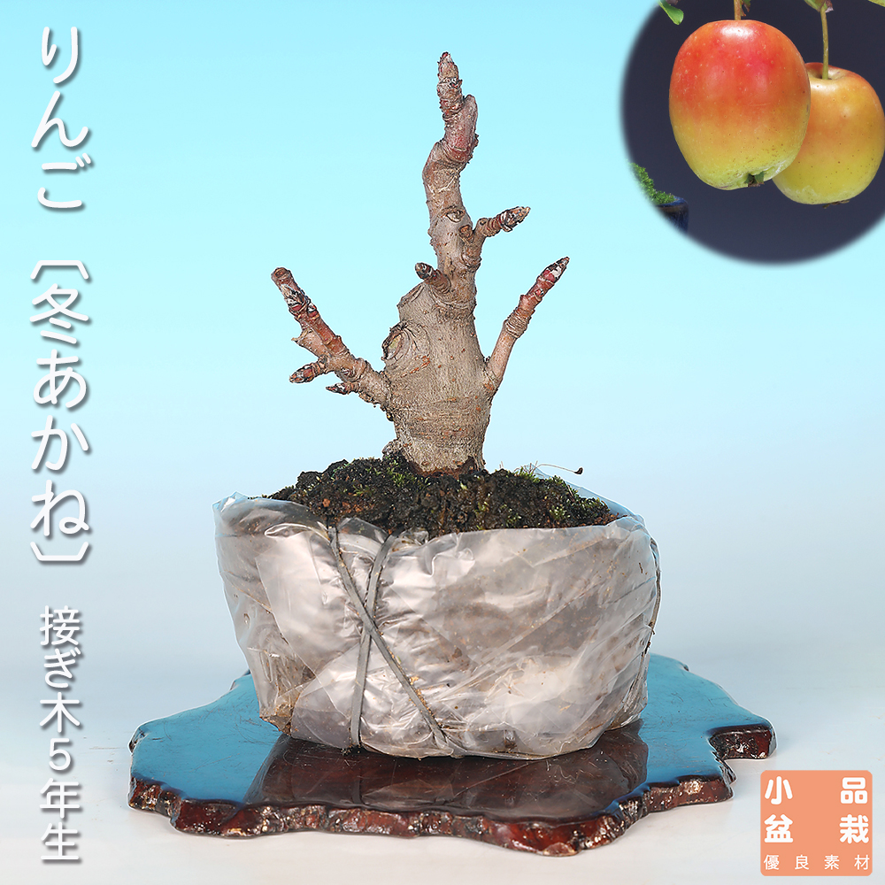 りんご〔冬あかね〕