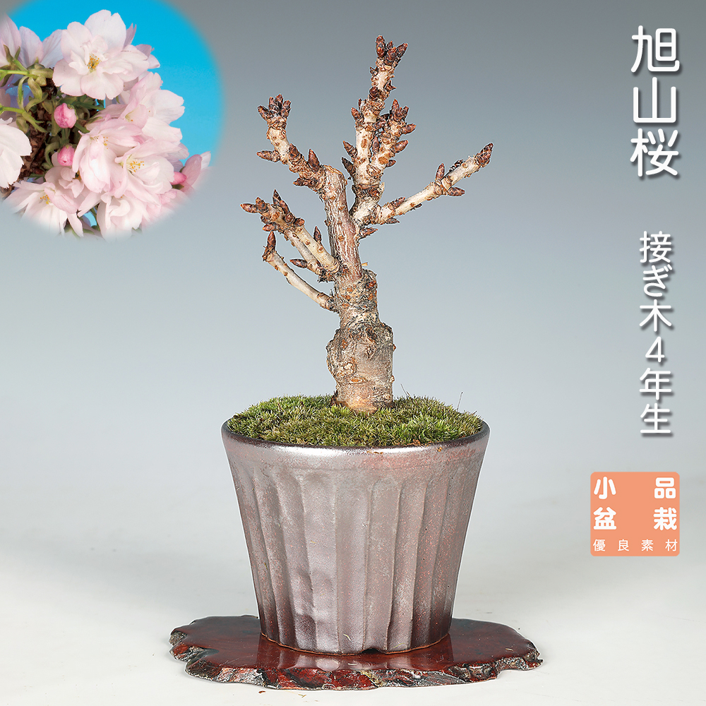旭山桜