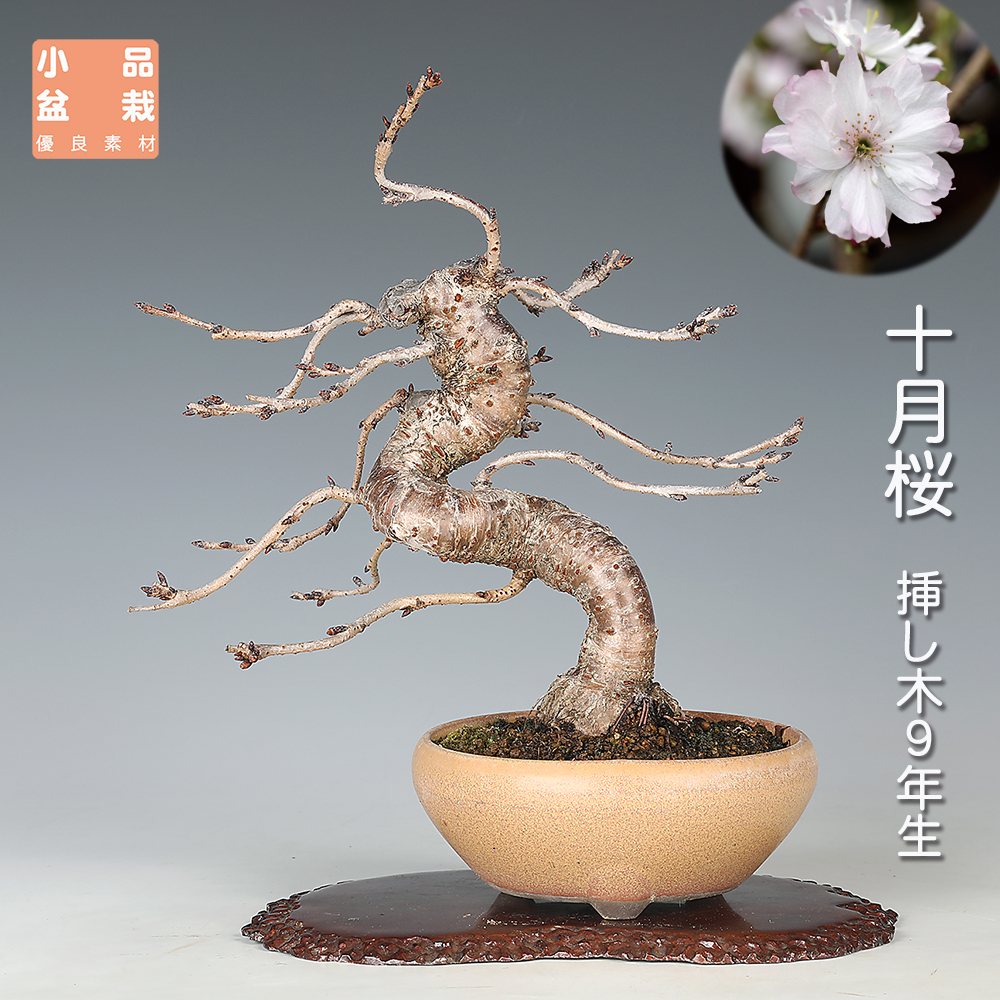 十月桜