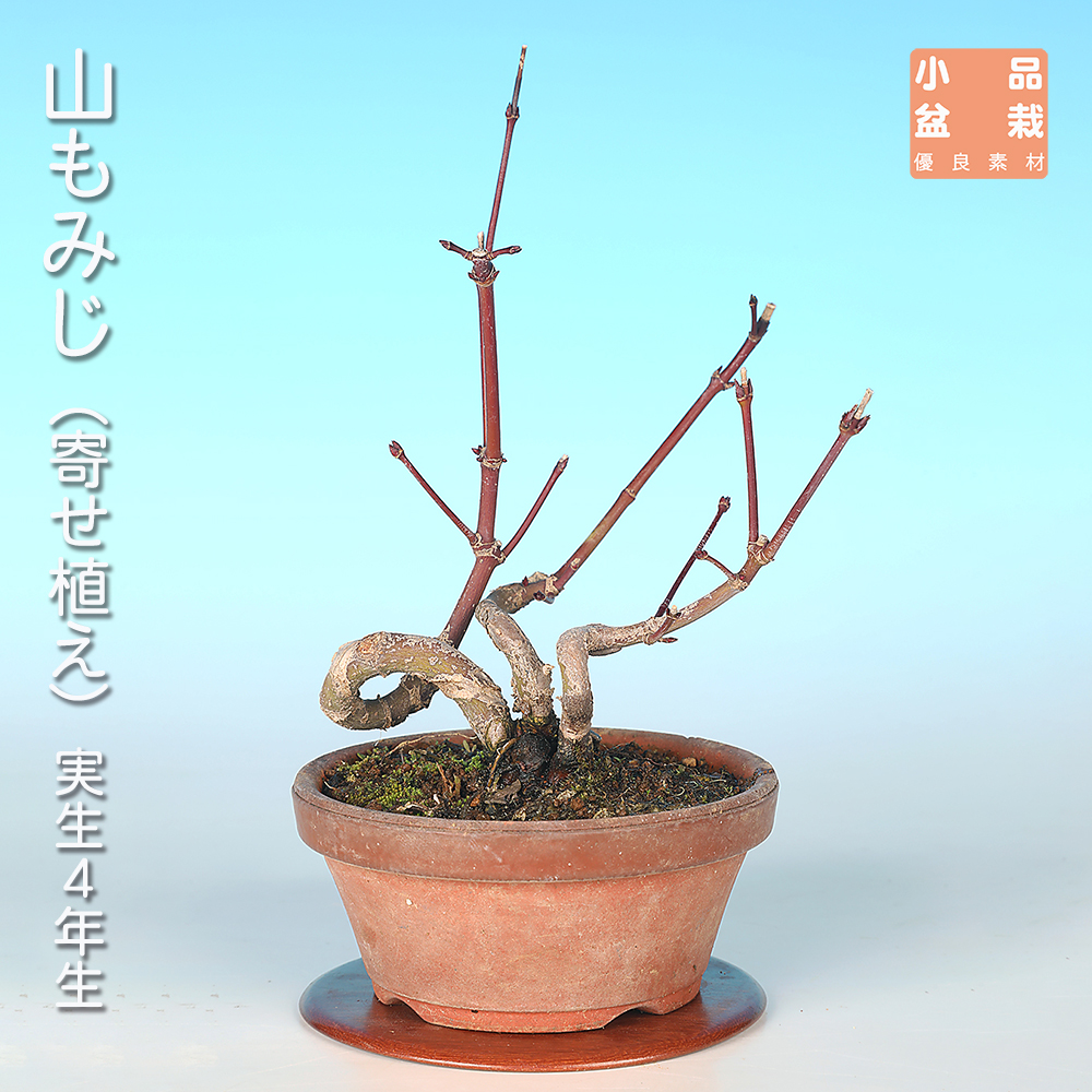 山もみじ（寄せ植え）