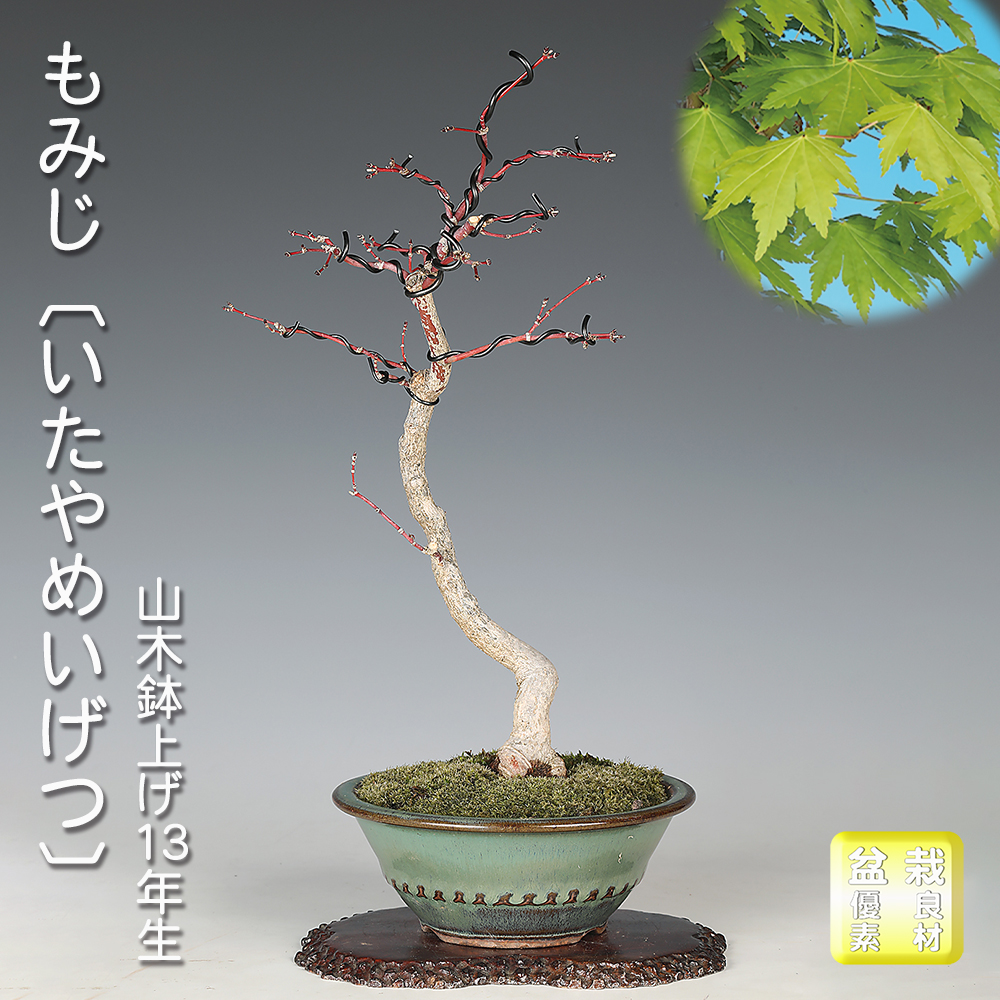 もみじ〔いたやめいげつ〕