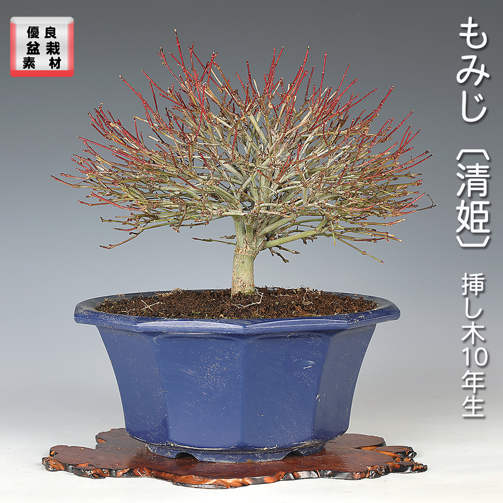 もみじ〔清姫〕