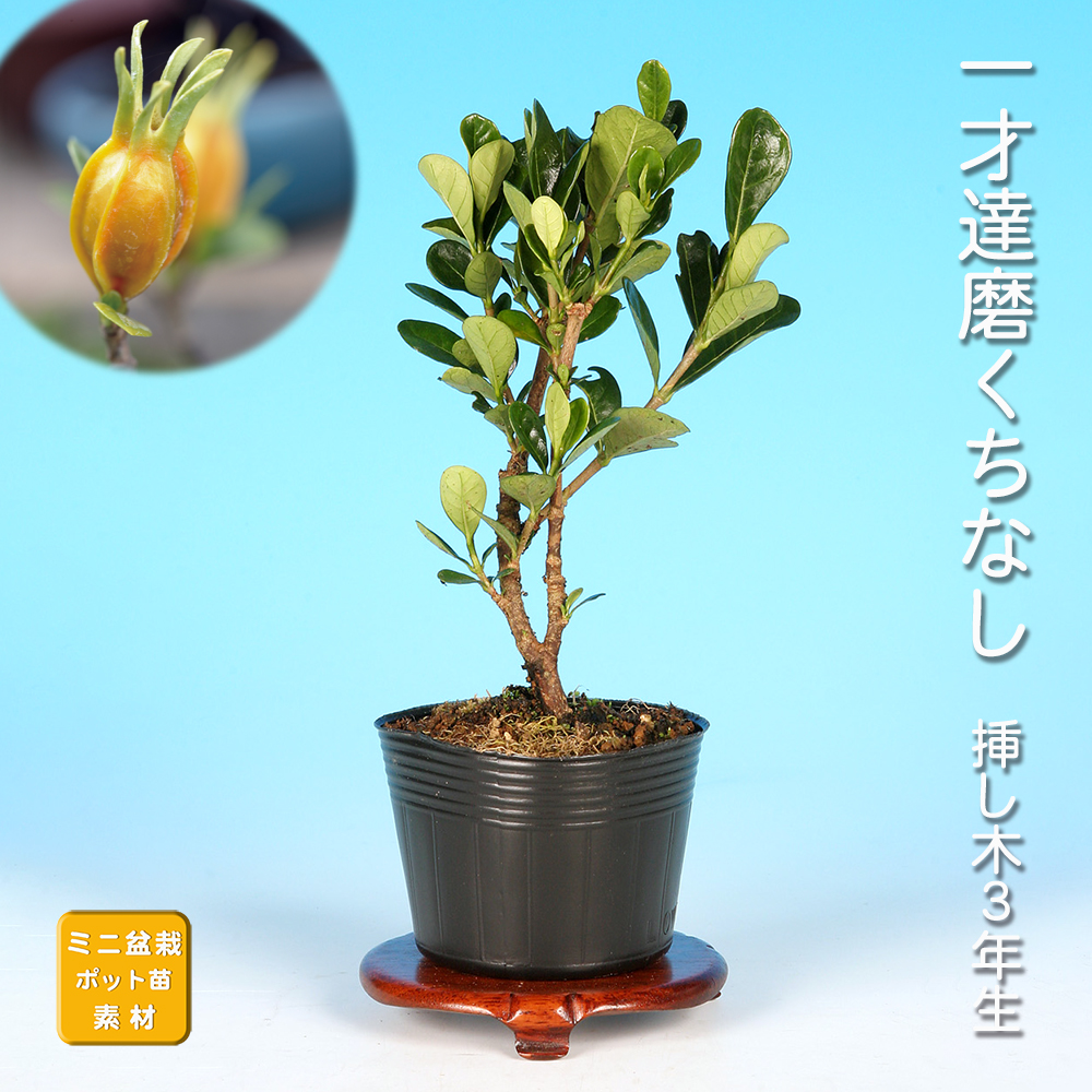 一才達磨くちなし