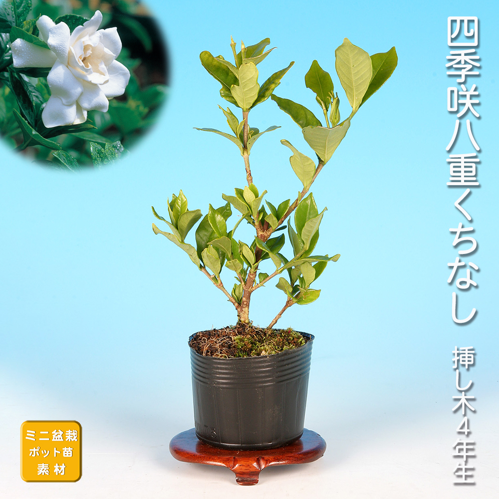 四季咲八重くちなし