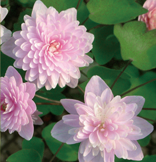 八重咲バイカカラマツ「濃色カメオ」