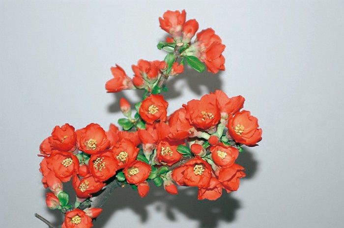 ボケ「あかね」