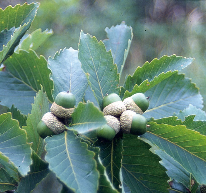 コナラ　9cmﾎﾟｯﾄ