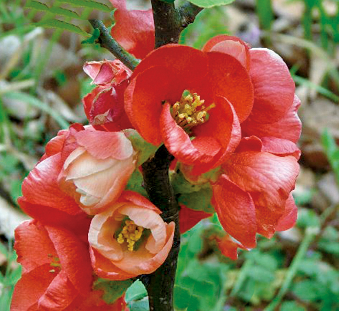 ボケ「大晃錦」