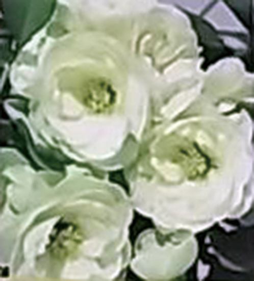 ボケ「金鵄殿」