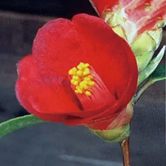 ツバキ「紺侘介」