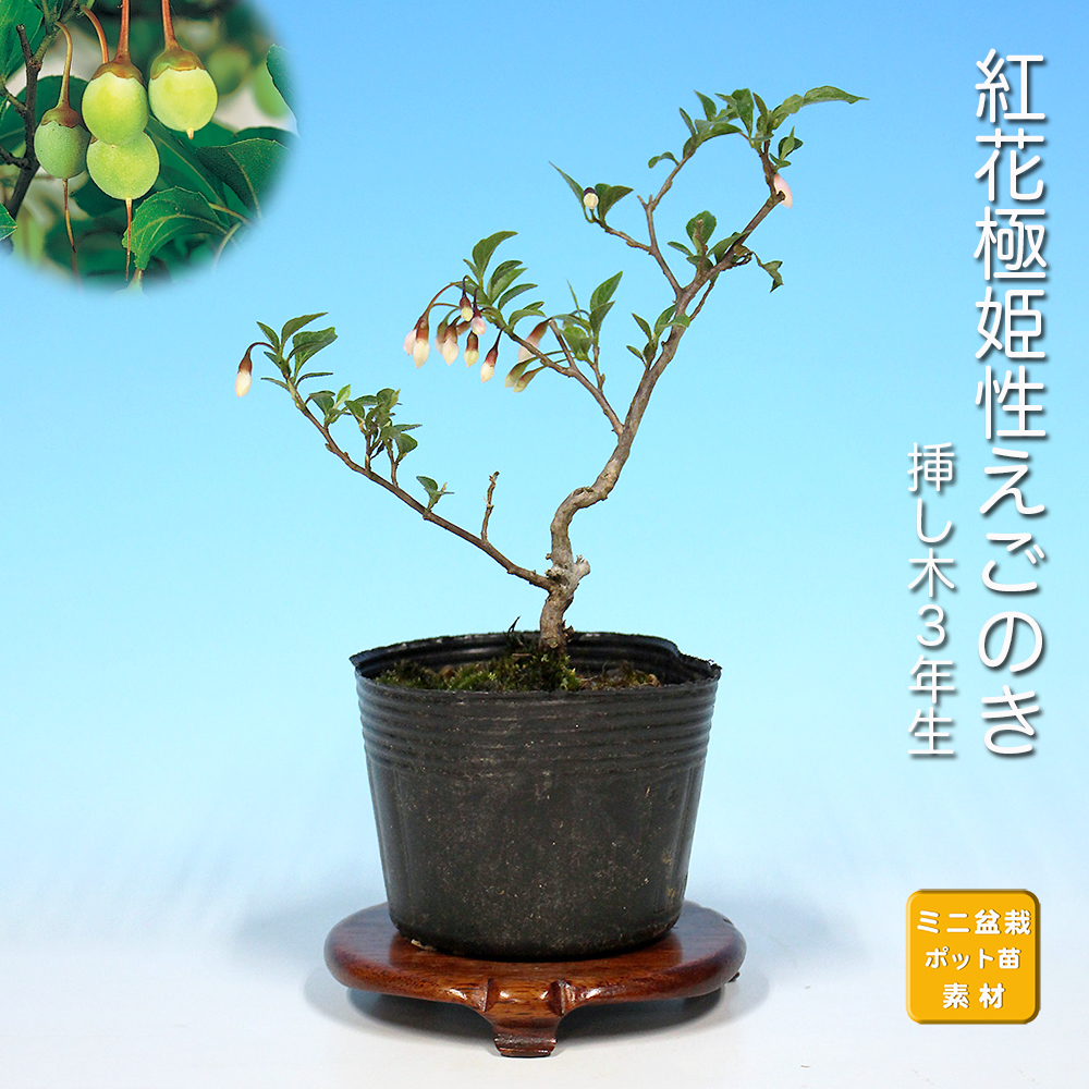 紅花極姫性えごのき