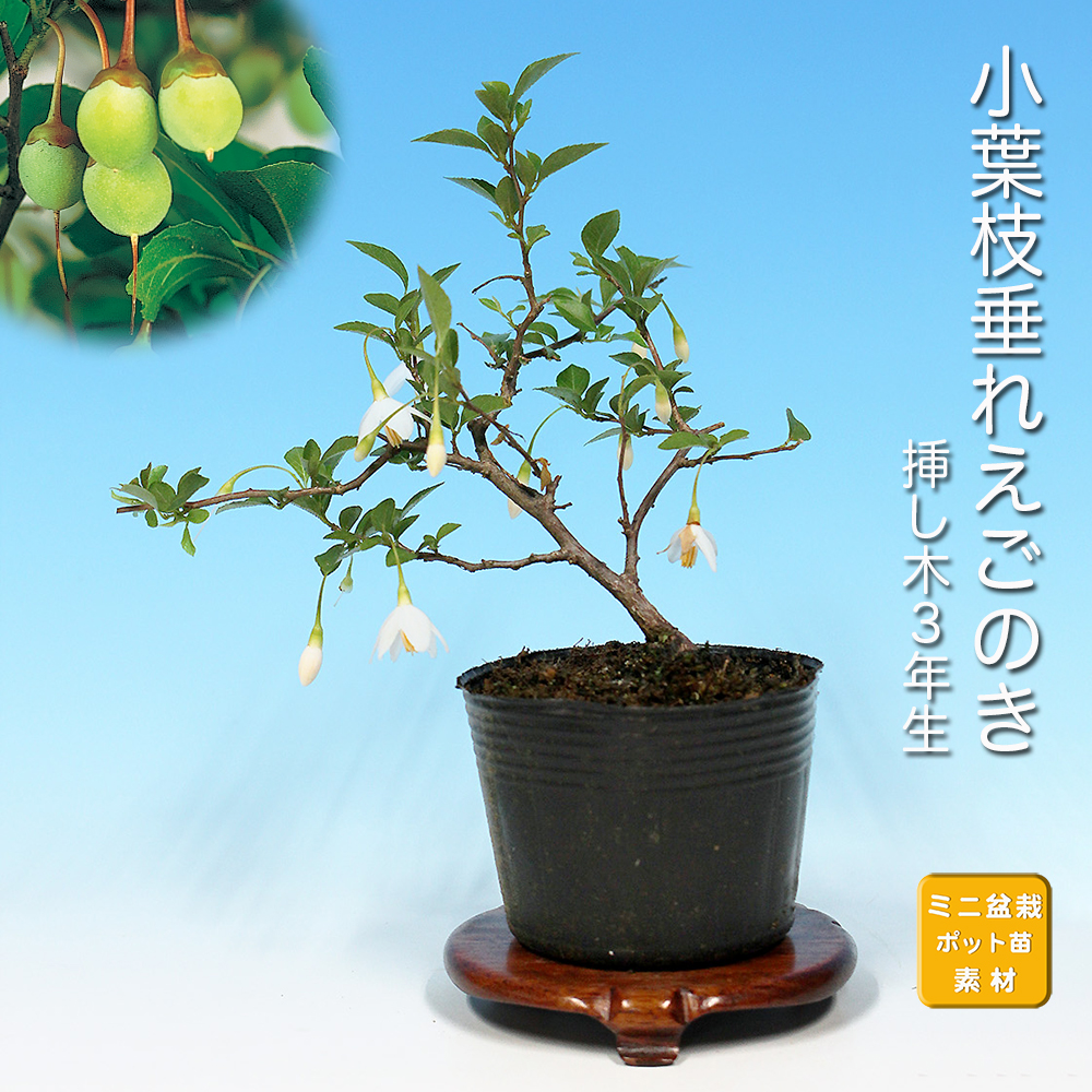 小葉枝垂れえごのき