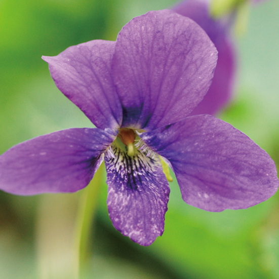 ニオイスミレ「ボーンマスジェム」