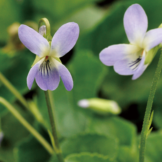 ニオイスミレ「コルンバイン」