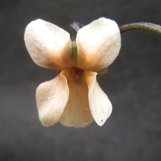 ニオイスミレ「スルフレア」