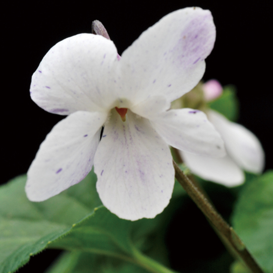 ニオイスミレ「ミセス・Ｒ・バートン」