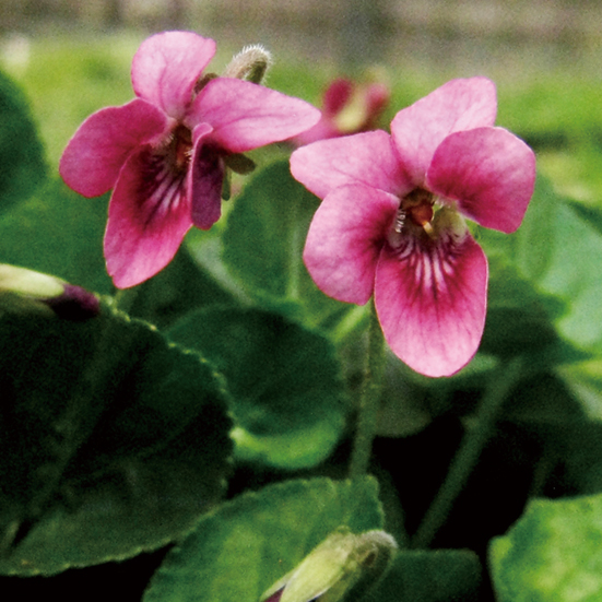 ニオイスミレ「アニー」