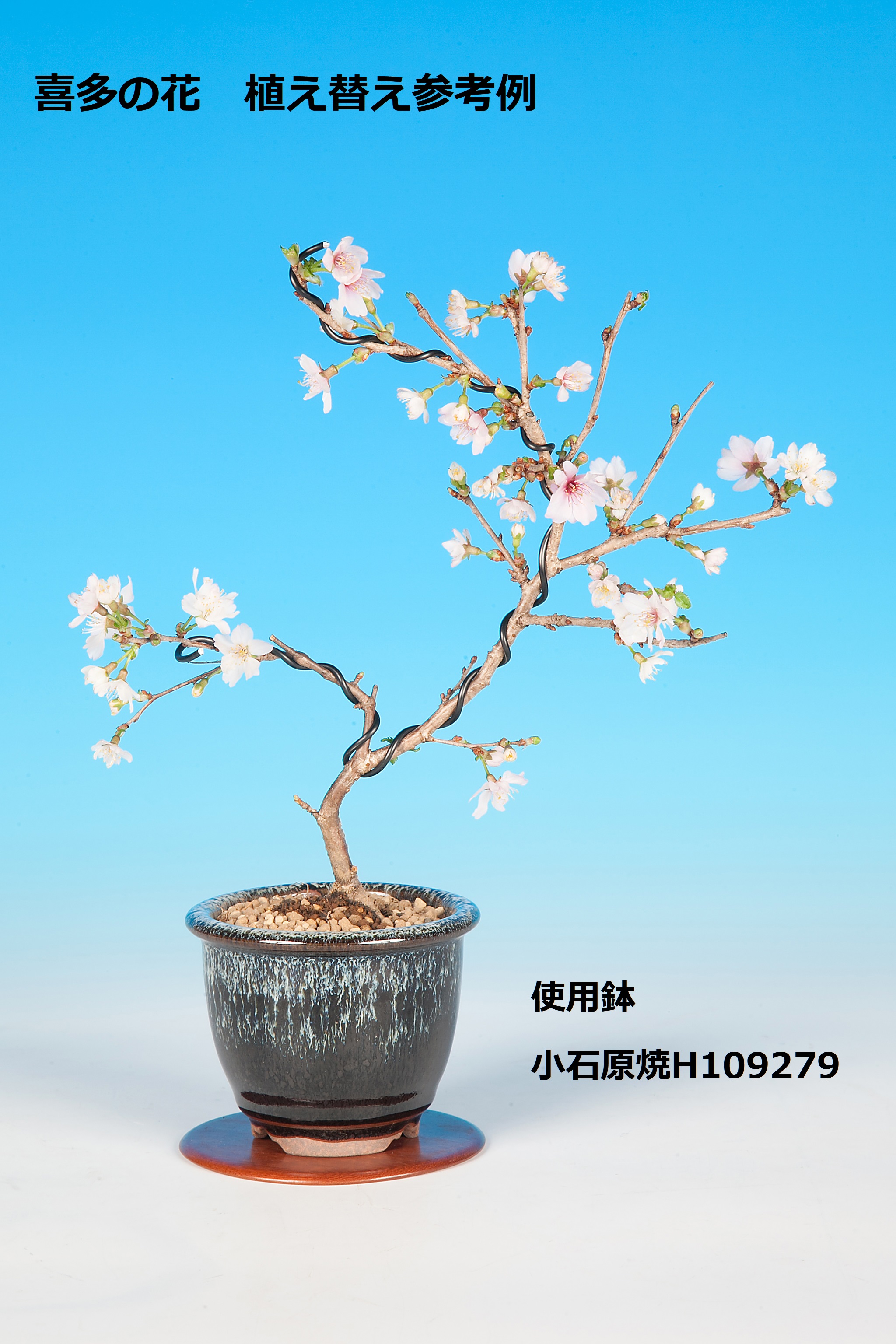 桜 喜多の花 盆栽 盆栽書籍 盆栽鉢の通販 近代出版 桜 喜多の花 盆栽 盆栽書籍 盆栽鉢の通販 近代出版