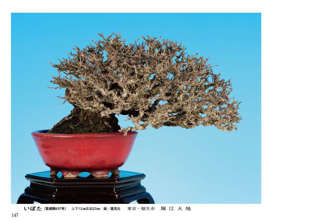第47回 雅風展記念帖 | 盆栽、盆栽書籍、盆栽鉢の通販│近代出版