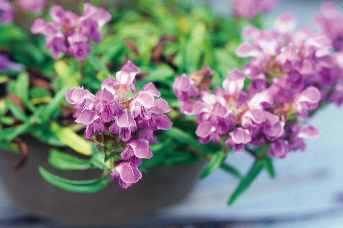 ヤクシマヒメウツボグサ　7.5cmﾎﾟｯﾄ