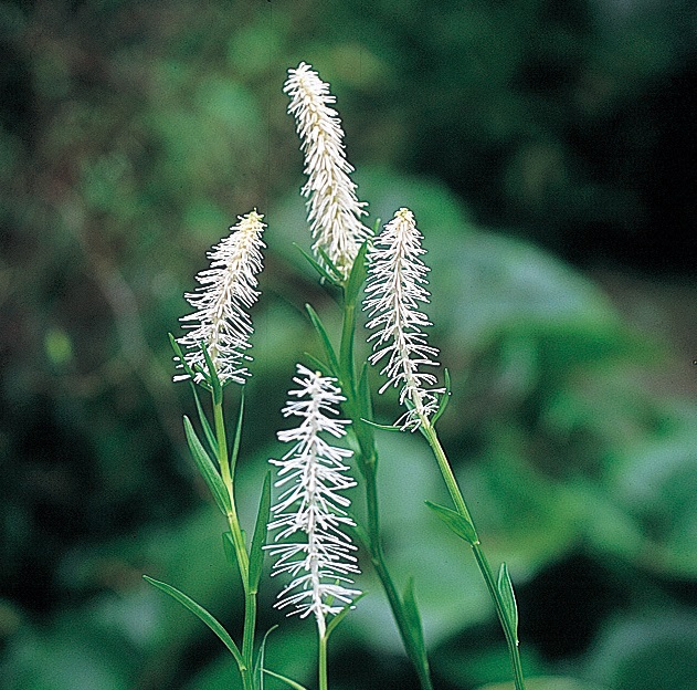 シライトソウ　7.5cmﾎﾟｯﾄ