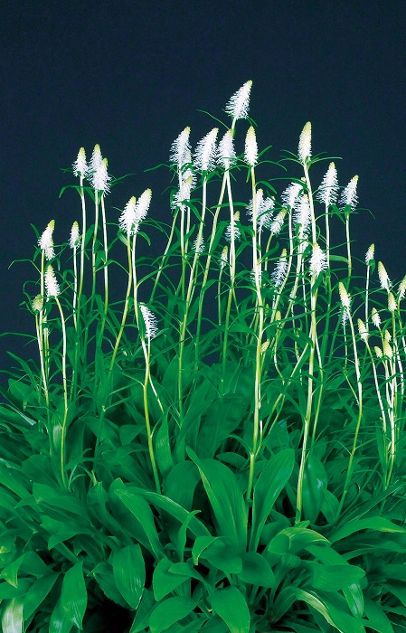 シライトソウ裏日本型　7.5cmﾎﾟｯﾄ