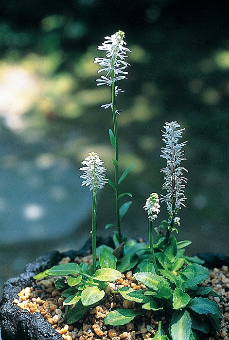 コシキシライトソウ　7.5cmﾎﾟｯﾄ