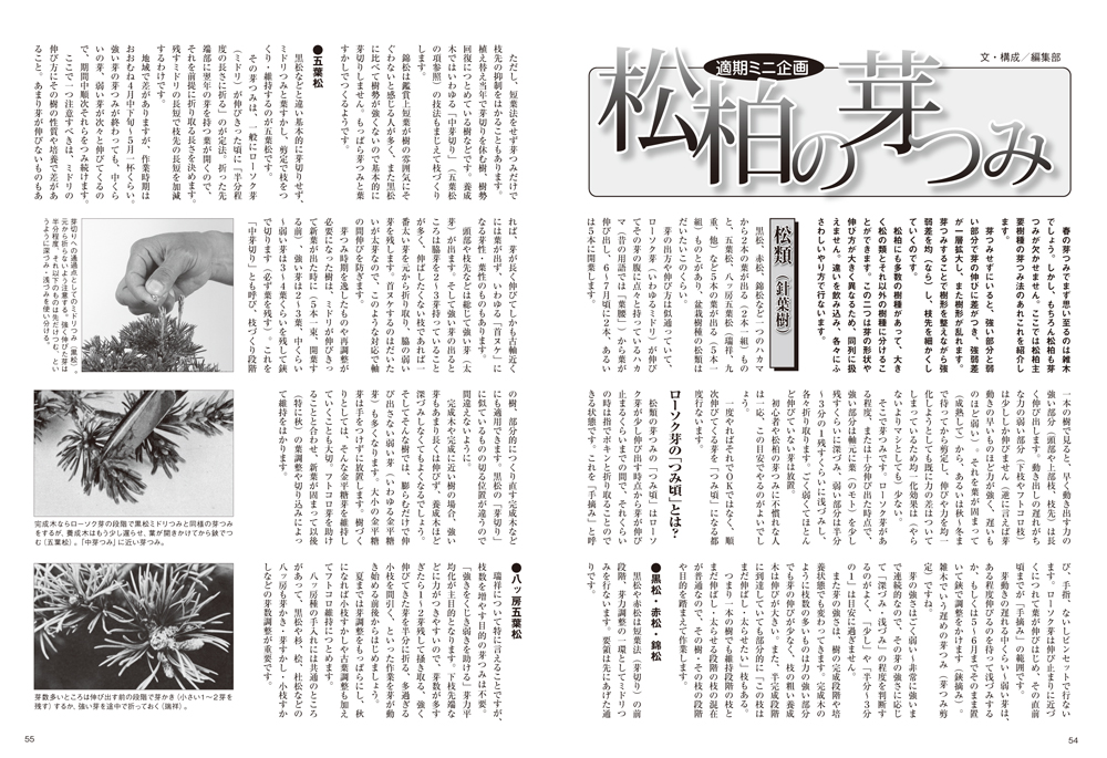 月刊「近代盆栽」2020年5月号 | 盆栽、盆栽書籍、盆栽鉢の通販 月刊「近代盆栽」2020年5月号 | 盆栽、盆栽書籍、盆栽鉢の通販