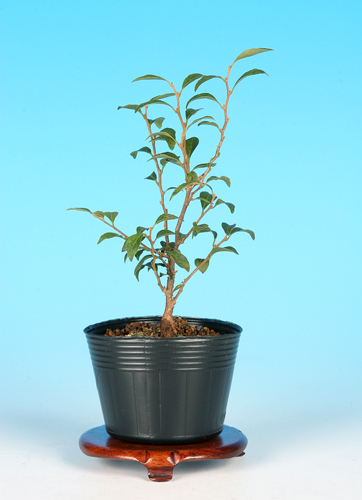 極姫性八ツ房えごのき