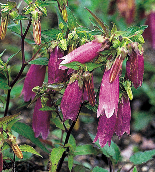 アケボノホタルブクロ　9cmﾎﾟｯﾄ