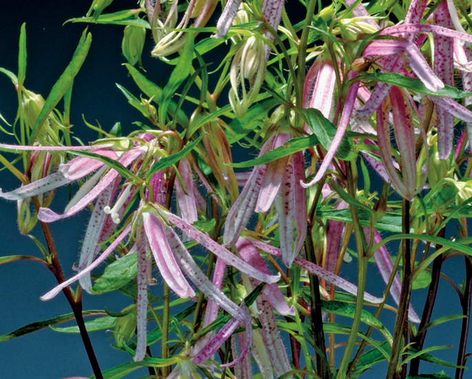 桃色白糸ホタルブクロ　9cmﾎﾟｯﾄ