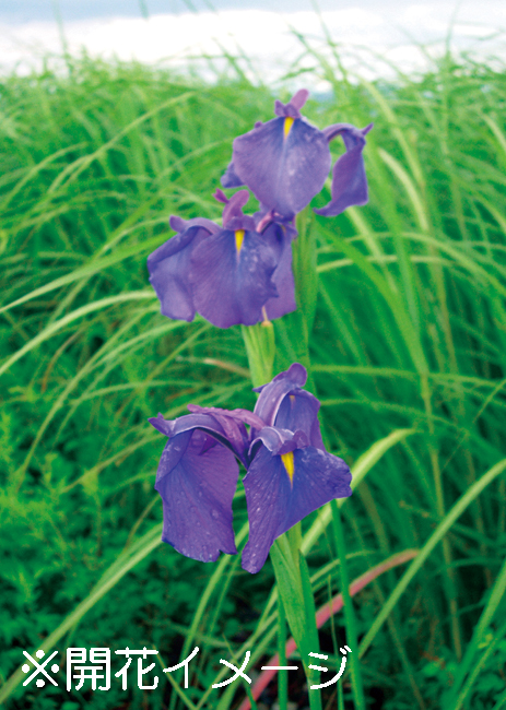 ノハナショウブ　9cmﾎﾟｯﾄ