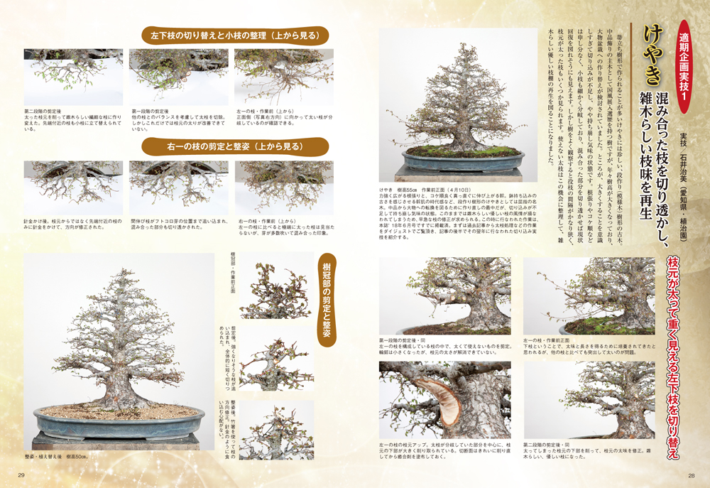 月刊「近代盆栽」2021年6月号 | 盆栽、盆栽書籍、盆栽鉢の通販