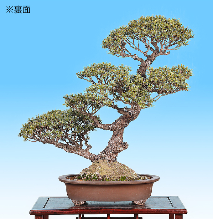 盆栽　五葉松　樹高47cm 盆栽 五葉松 樹高47cm