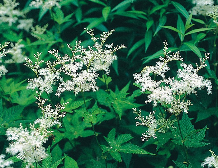 白花キョウガノコ　9cmﾎﾟｯﾄ